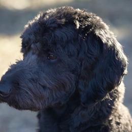Duke - Goldendoodle
