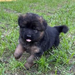 Puma Purple female - Black and red female German Shepherd puppy in Herrick, South Dakota from Dakota Shepherds Kennels