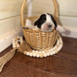 Tempest - Black white and tan female English Springer Spaniel puppy in Cottageville, West Virginia from Mountain Top Springers