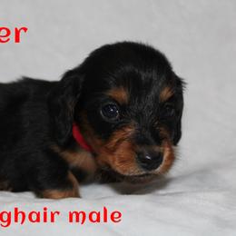 Trigger - Black and tan male Dachshund puppy in Paris, Texas from Kuttin’ Up Mini Aussies