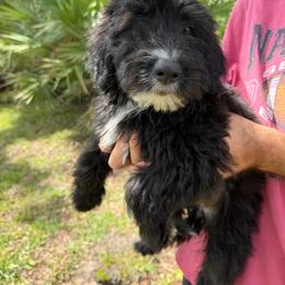 Girl 1 - Black female Whoodle puppy in Sebastian, Florida from Perri’s Whoodles