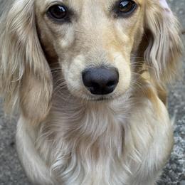 Peachy Camille - Dachshund