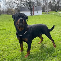 Storm - Rottweiler