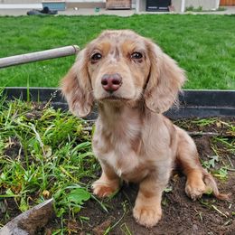 Dachshunds from Designer Doxies