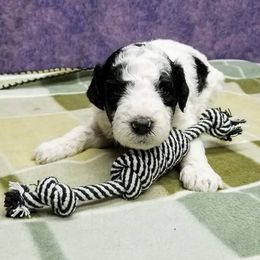 Poodle Puppies from Ramzees Poodles