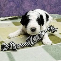 Poodle Puppies from Ramzees Poodles