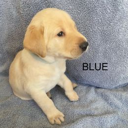 Carolina Blue Boy - Labrador Retriever puppy from Lucky Labrador Retrievers