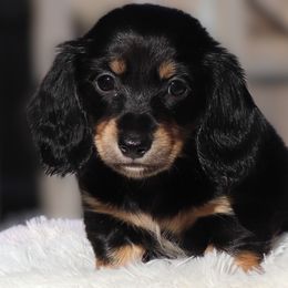 Annie Oakley - Black and cream female Dachshund puppy in Azle, Texas from American Dachshunds