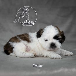 Shih Tzu Puppies from Maldiz shih tzu