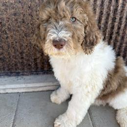 Saint Berdoodle Puppies from Badland St. Berdoodles LLC