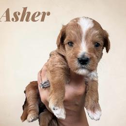 Asher - Apricot male Goldendoodle puppy in Hughesville, Maryland from Fox Run Farm