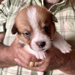 Pembroke Welsh Corgi Puppies from Connie’s Corgies