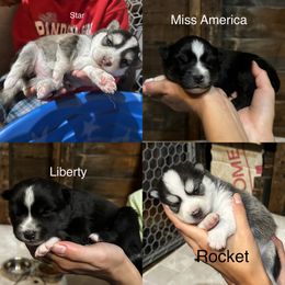 Pomsky puppies from You Me & Our Pomskies