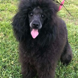 Serena - Poodle