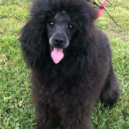 Serena - Poodle