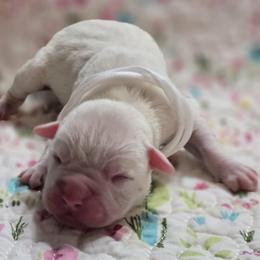 Almond Joy - White female American Bulldog puppy in Three Rivers, Michigan from Jemms Kennels
