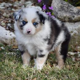 Kenny - Blue merle male Miniature Australian Shepherd puppy in Evant, Texas from Lazy VT Bar Ranch