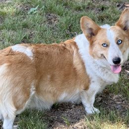 Annie - American Corgi