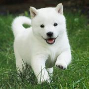 Hokkaidos from Apricity Kennel