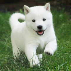 Hokkaidos from Apricity Kennel