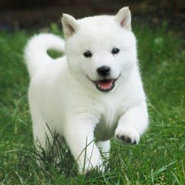 Hokkaidos from Apricity Kennel