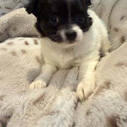 Skye - Black and white female Chihuahua puppy in New Bedford, Massachusetts from Roark Pack Chihuahua's & Pomsky's