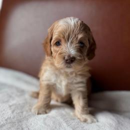 Brown Boy - Red and white male Cockapoo puppy in Fort Gibson, Oklahoma from Waggle Doodles