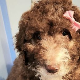Aussiedoodles from Mattingly's Doodles