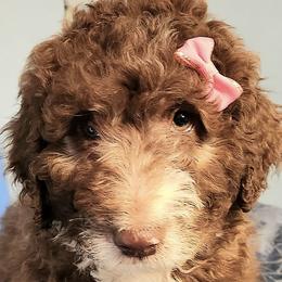 Aussiedoodles from Mattingly's Doodles