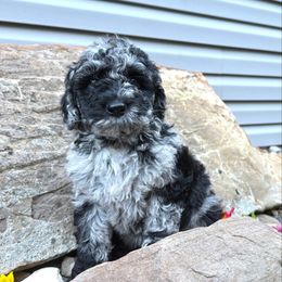 Luke - Merle male Labradoodle puppy in Bruceton Mills, West Virginia from Adonai Ra'ah Farms