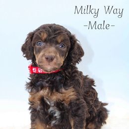 Milky Way - Phantom male Poodle puppy in Mount Sterling, Kentucky from Curly Country Poodles