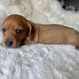 OSCAR (MAYER WEENIE) - Red male Dachshund puppy in Holtwood, Pennsylvania from Holly Hill Dachshunds