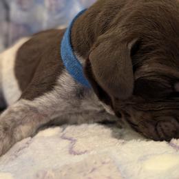 German Shorthaired Pointer Puppies from Hanaway GSPs