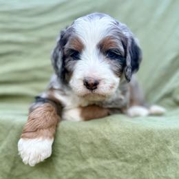 Mocha (blue collar) - Blue merle male Bernedoodle puppy in Colorado Springs, Colorado from Mercy Mountain Bernedoodles