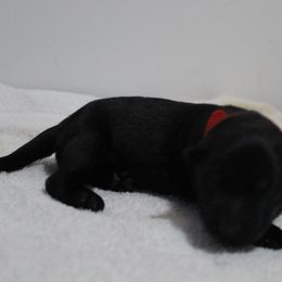 Ms. Red - German Shepherd puppy in Berthoud, Colorado from KMK9