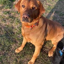 Moon - Labrador Retriever