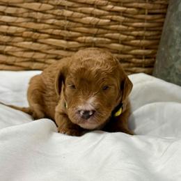 Colt - Apricot male Goldendoodle puppy in Willacoochee, Georgia from Kitandkboodle's Doodles