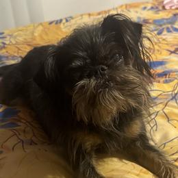 Gem - Brussels Griffon