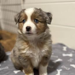 Maple - Blue merle female Miniature American Shepherd puppy in Lake Ariel, Pennsylvania from Dream’s Edge Farm
