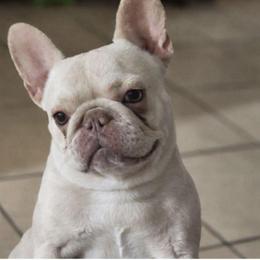 Artica - French Bulldog
