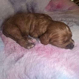 Teddy - Red male Cavapoo puppy in Ridgeville, South Carolina from Cavapoo Love Bugs