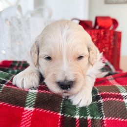 Hot Wheel - Apricot male Goldendoodle puppy in Sterling, Illinois from Charley's Goldendoodles