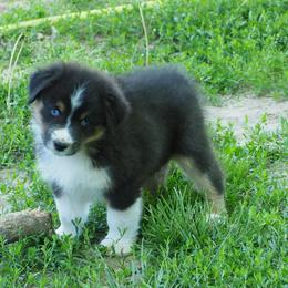 Olympia - Black tri-color female Australian Shepherd puppy in Cape Girardeau, Missouri from Promise Keeper Kennel