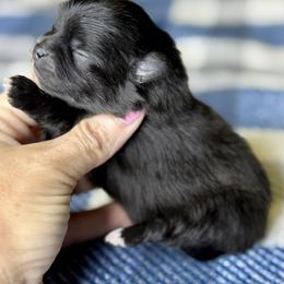 URSULA - Black female Pomeranian puppy in Willis, Texas from Treasured Jewels Pomeranians