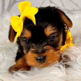 Lilly - Black and tan female Yorkshire Terrier puppy in Aurora, Colorado from Exotic Kennels Co