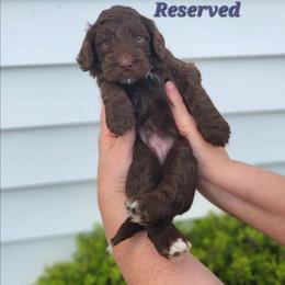 Pawley - Brown male Bernedoodle puppy in St. George, South Carolina from Southern Hunters Mini Doodles