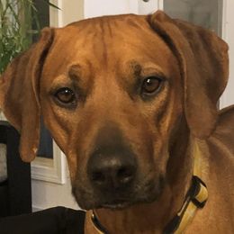 Xhosa - Rhodesian Ridgeback
