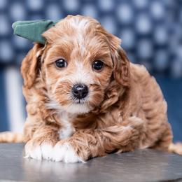 Dixie - Red  female Goldendoodle puppy in Lumberton, Mississippi from SouthernDoodlebug/ Utah Doodlebug