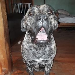 Alexa - Boerboel