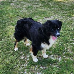 Comet - Australian Shepherd